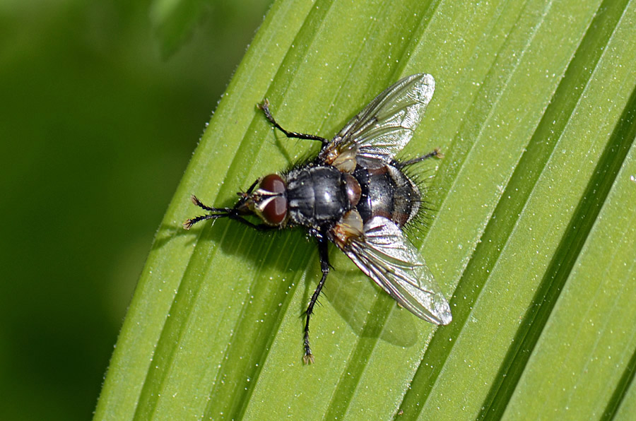 Ernestia rudis (Tachinidae)